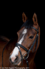 Black series portretten paarden